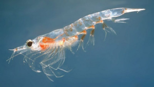 dầu nhuyễn thể Krill oil